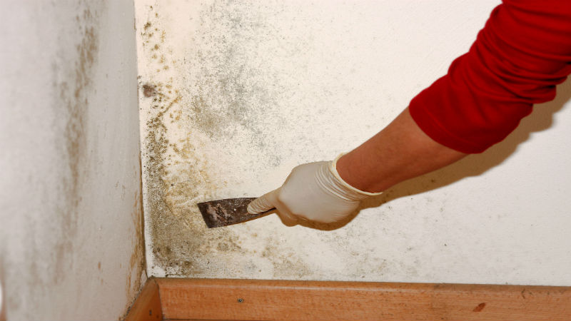 Mold and Basement Leaking: When are Professional Basement Repair Services in Toledo Ohio?